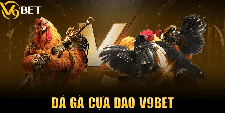 Đá gà cựa sắt sử dụng cựa dao